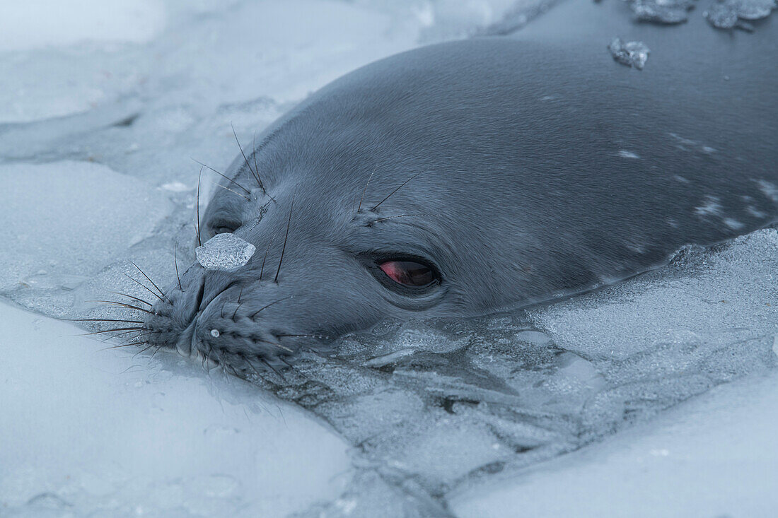 Ein Weddellrobbe (Leptonychotes weddellii) taucht aus rauem Eis auf und trägt kleine Eisstücke an Nase und Rücken, Gourdin Island, Antarktis