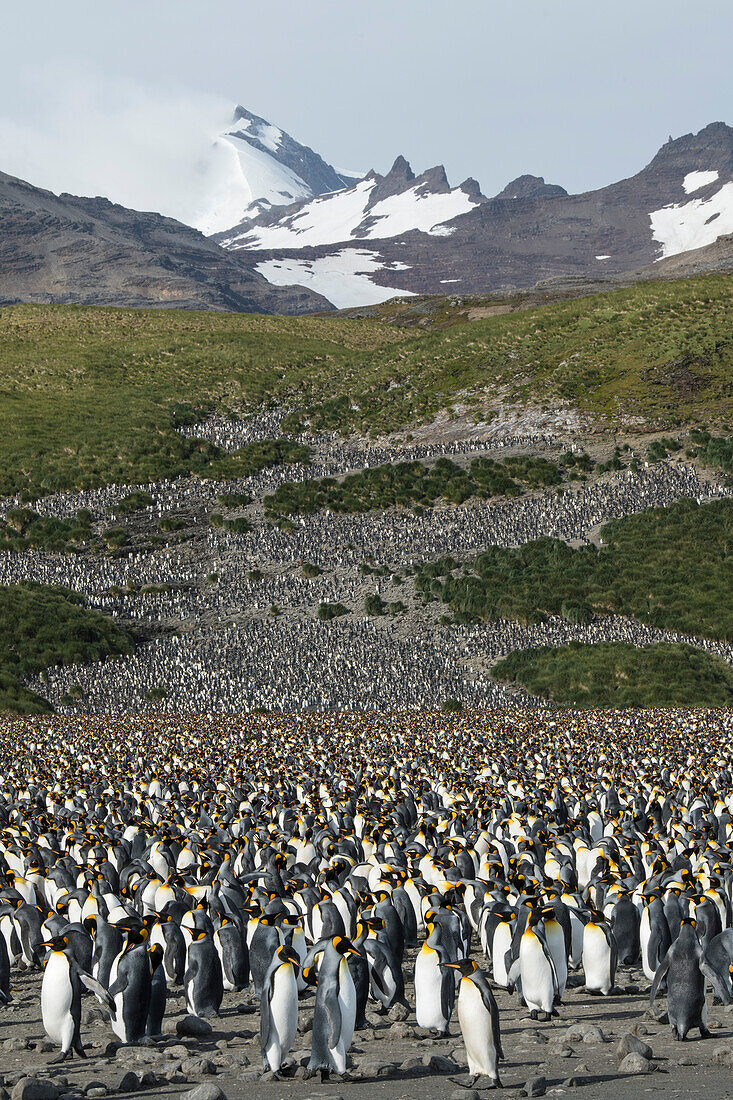 Eine Kolonie von Königspinguinen (Aptenodytes patagonicus) mit vielen Zehntausenden Erwachsenen und Küken erstreckt sich bis zum fernen Hügel, Salisbury Plain, Südgeorgien, Antarktis