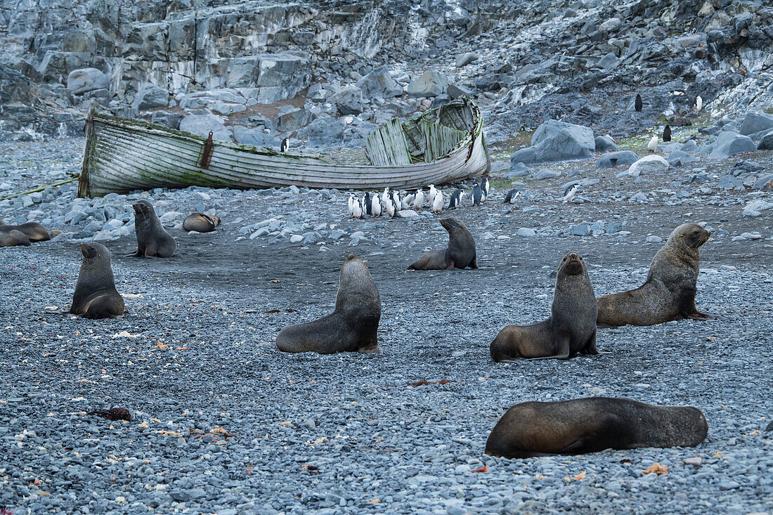 Antarctic fur seals (Arctocephalus gazella) and Chinstrap penguins (Pygoscelis antarcticus) rest on a rocky beach featuring a dilapidated whaling boat in the background, Half Moon Island, South Shetland Islands, Antarctica