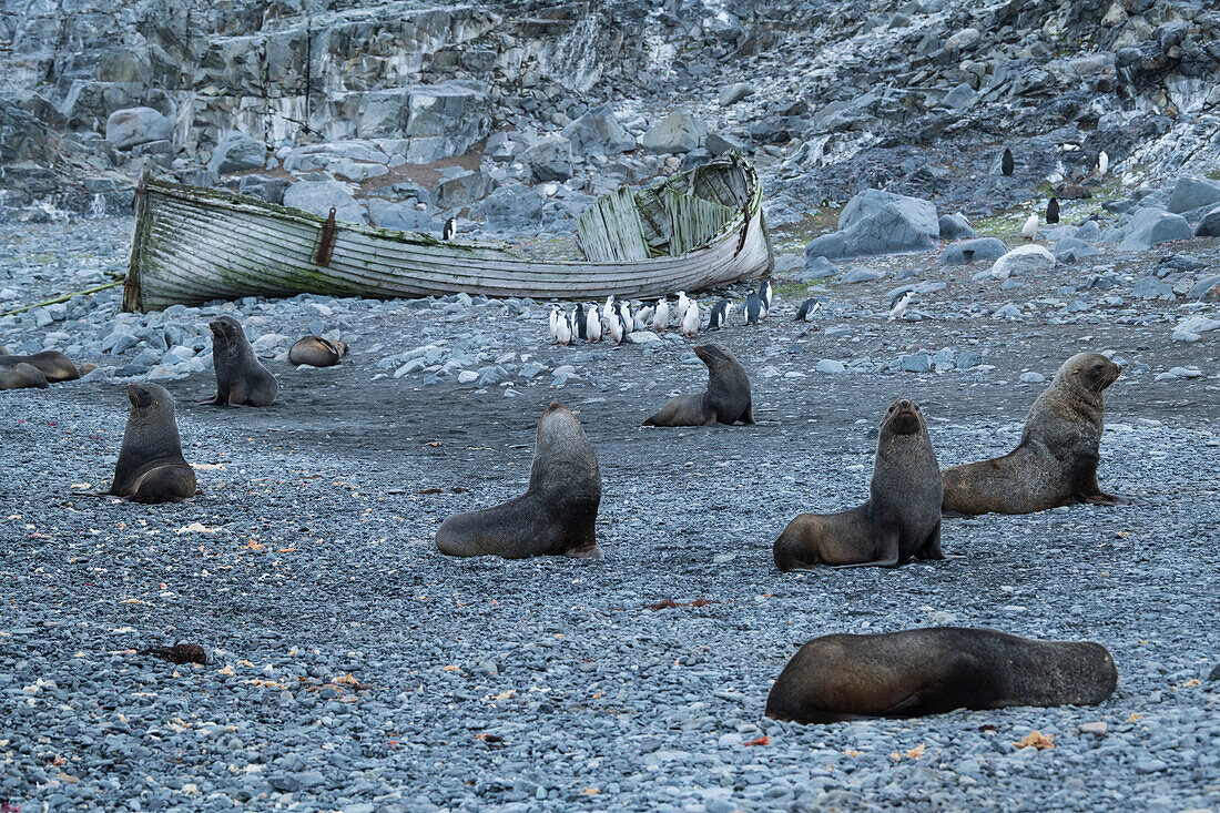 Antarktische Pelzrobben (Arctocephalus gazella) und Zügelpinguine (Pygoscelis antarcticus) ruhen an einem felsigen Strand mit einem heruntergekommenen Walfangboot im Hintergrund, Half Moon Island, Südshetland-Inseln, Antarktis