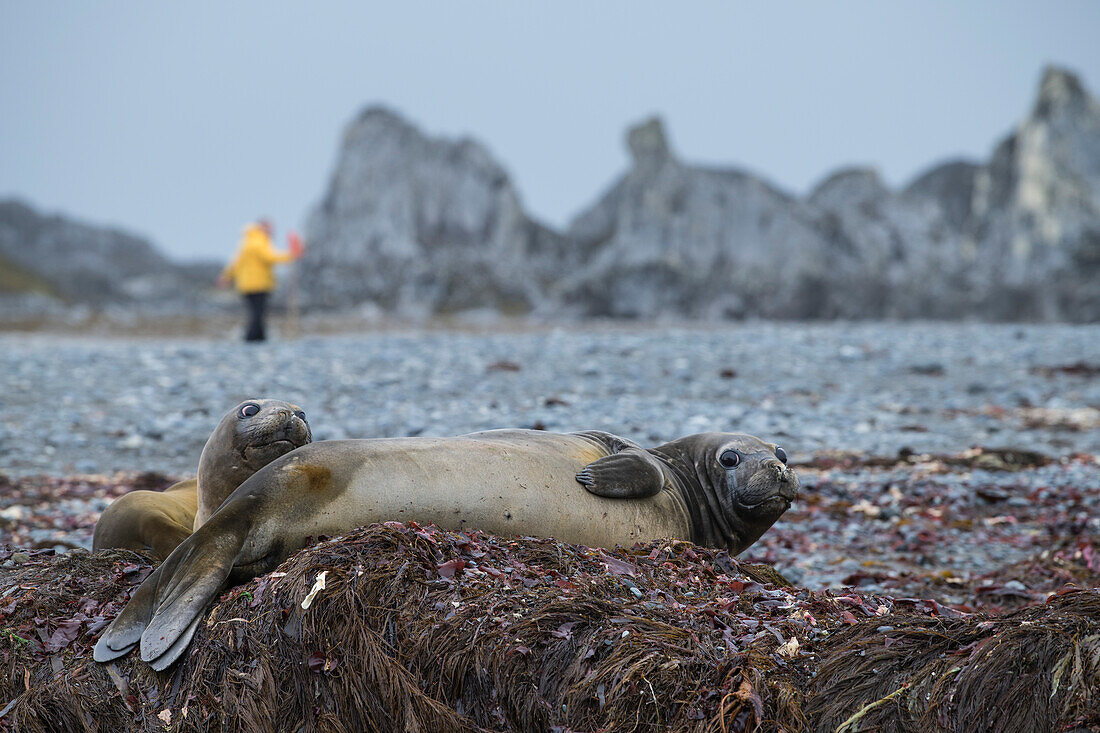 Female elephant seals (Mirounga leonina) watch the approach of visiting passengers from an expedition cruise ship while a staff member in yellow parka places flags marking the no-go area, Snow Island, South Shetland Islands, Antarctica