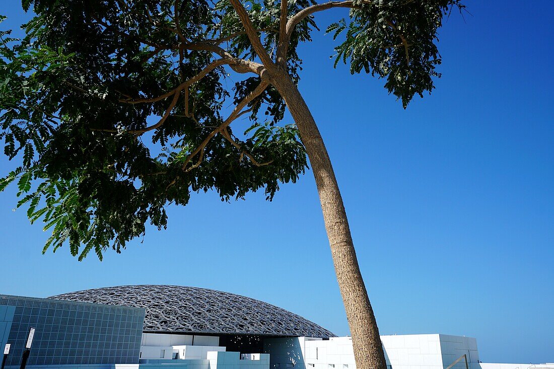 Louvre, Tree, Museum, Art, Saadiyat, Abu Dhabi, UAE, United Arab Emirates