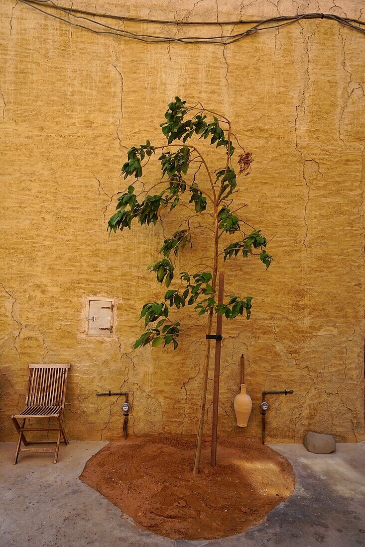 Junger Baum, Dekoration, Al Seef, Bur Dubai, Dubai, VAE, Vereinigte Arabische Emirate