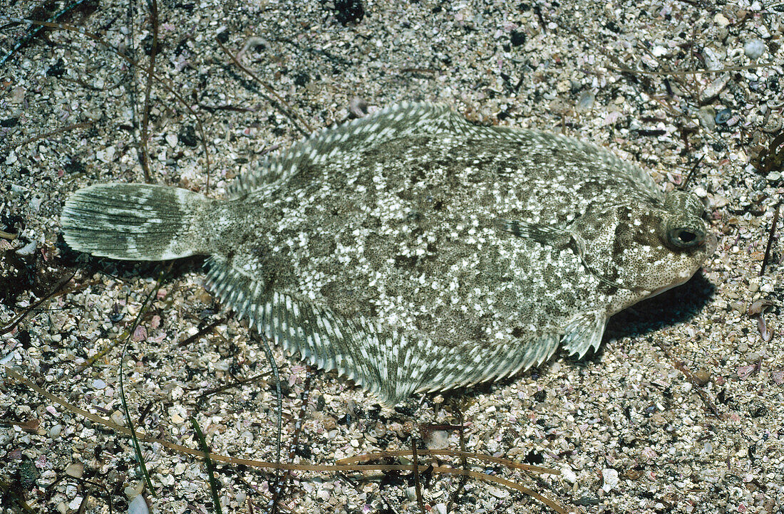 Flatfish (Pleuronectiformes) camouflaged on ocean floor, California
