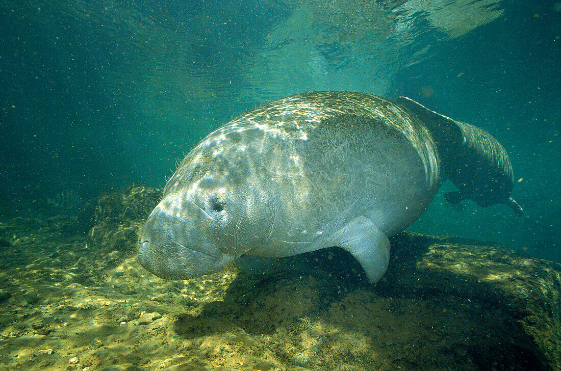 West Indian Manatee (Trichechus manatus) pair underwater, Crystal River, Florida