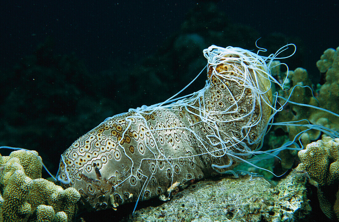 Leopard Sea Cucumber (Bohadschia argus) ejects a mass of long white sticky cuvierian tubules as a defense when disturbed, Manado, Indonesia