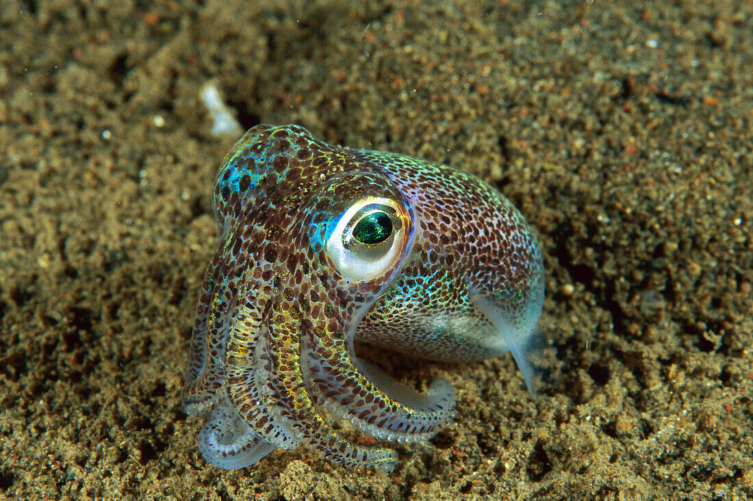 Berry’s Bobtail Squid (Euprymna berryi), Bali, Indonesia