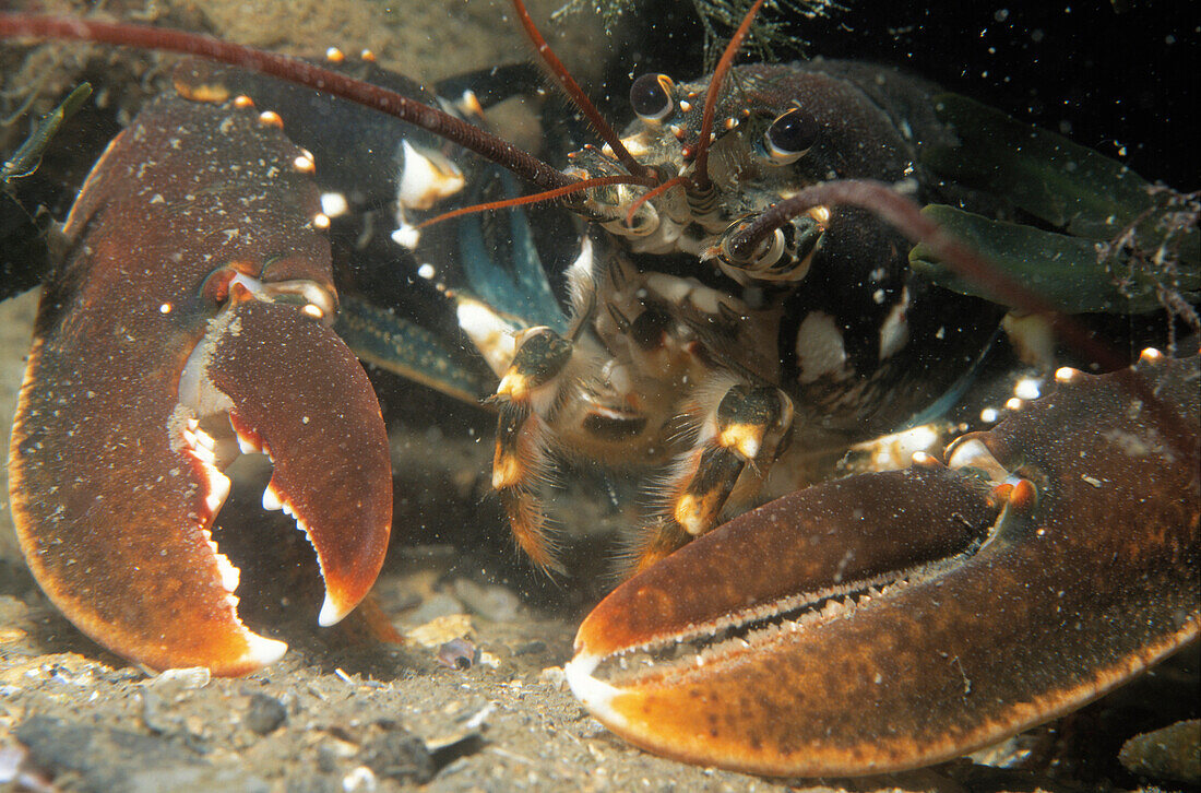 European Lobster (Homarus gammarus) close up of face and claws, Europe