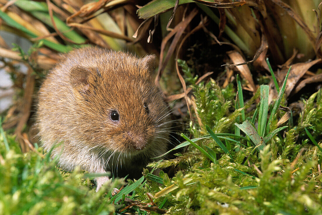 Common Vole (Microtus arvalis) adult amid moss and grasses, Europe