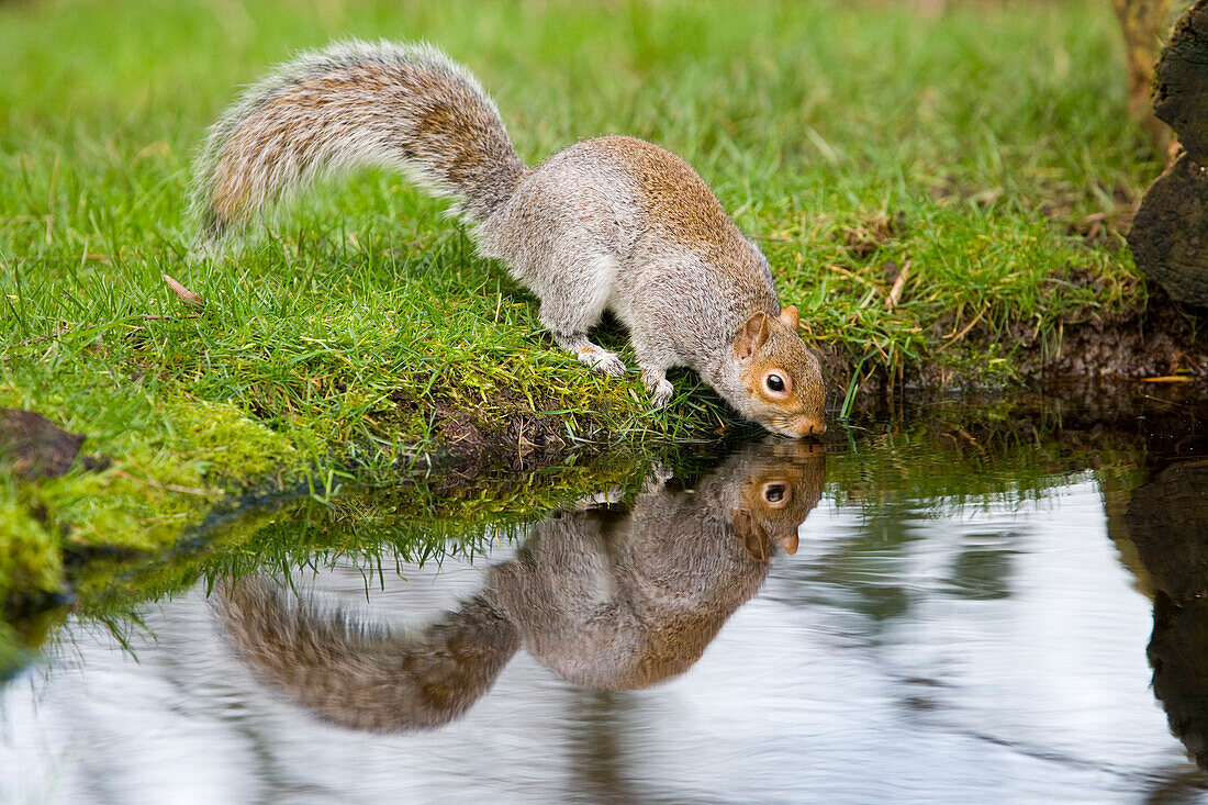 Eastern Gray Squirrel (Sciurus carolinensis) drinking at pool, Hertfordshire, England