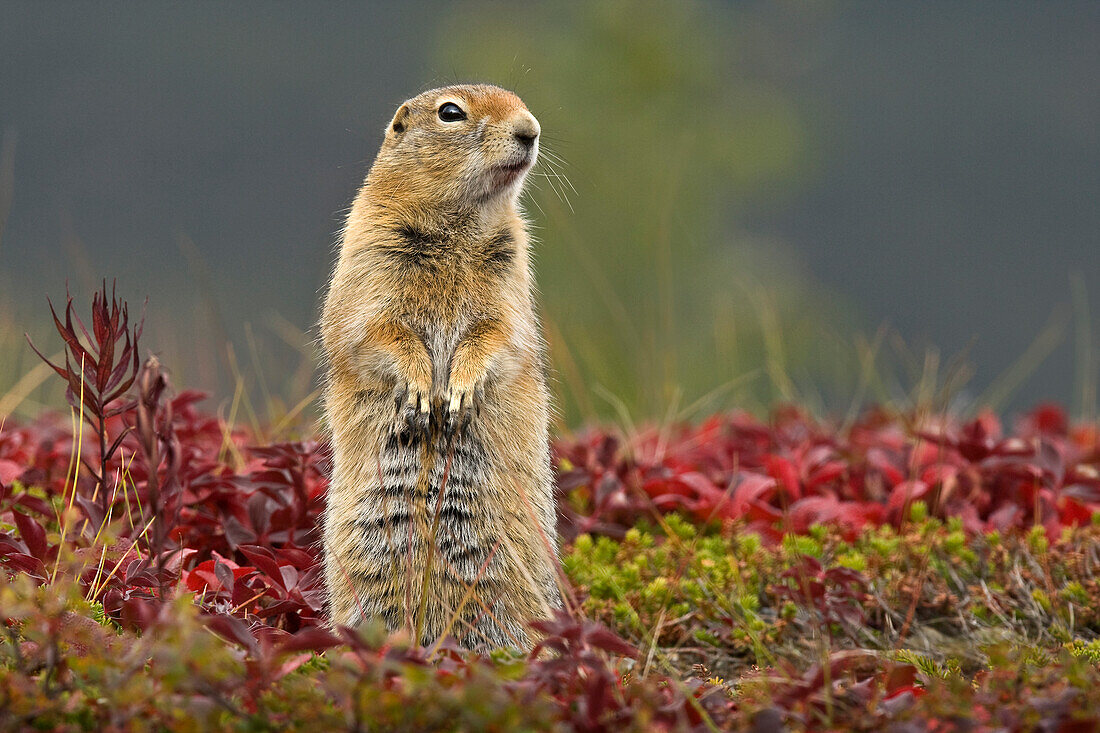 Arctic Ground Squirrel (Spermophilus parryii) standing guard, Alaska