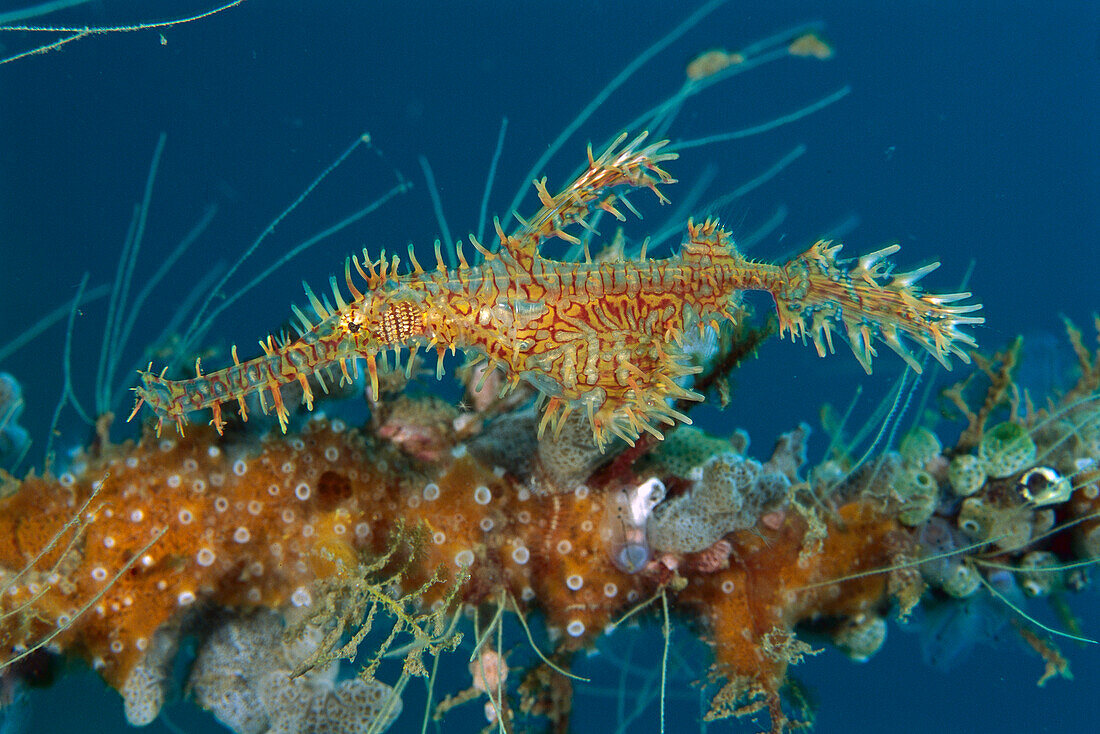 Harlequin Ghost Pipefish (Solenostomus paradoxus), Lembeh Strait, Indonesia