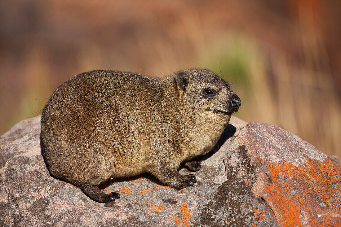 Rock Hyrax (Procavia capensis), Marakele National Park, Limpopo, South Africa