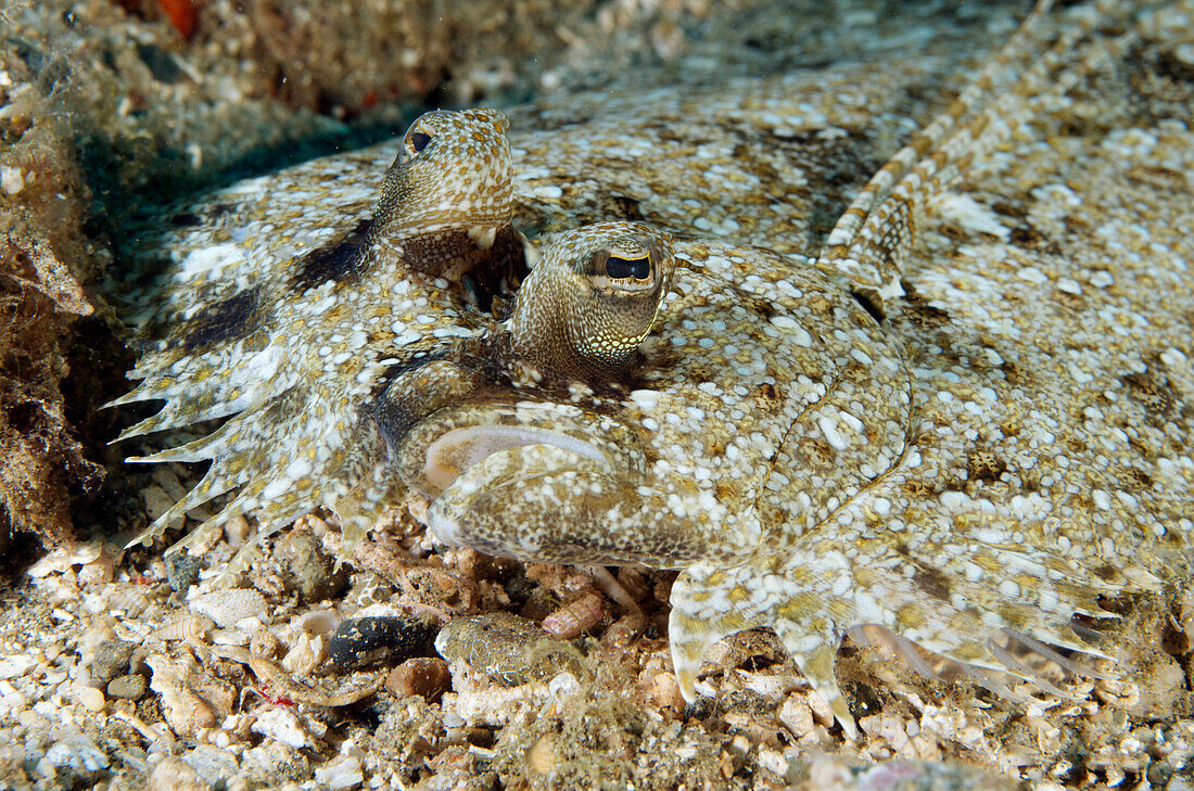 Leopard Flounder (Bothus pantherinus) camouflaged on ocean floor, Ambon, Indonesia