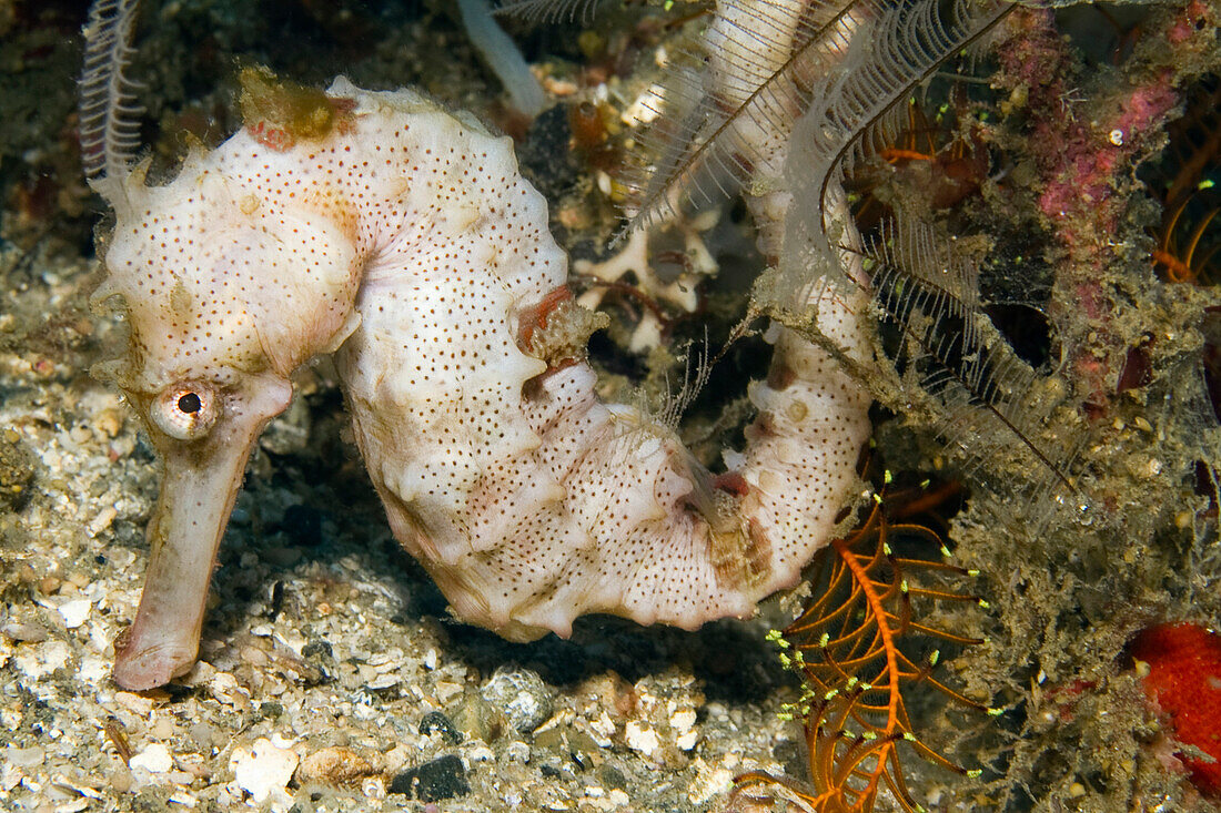 Yellow Sea Horse (Hippocampus kuda), Ambon, Indonesia