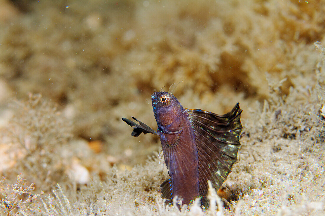 Sailfin Blenny (Emblemaria pandionis) male courting, West Palm Beach, Florida