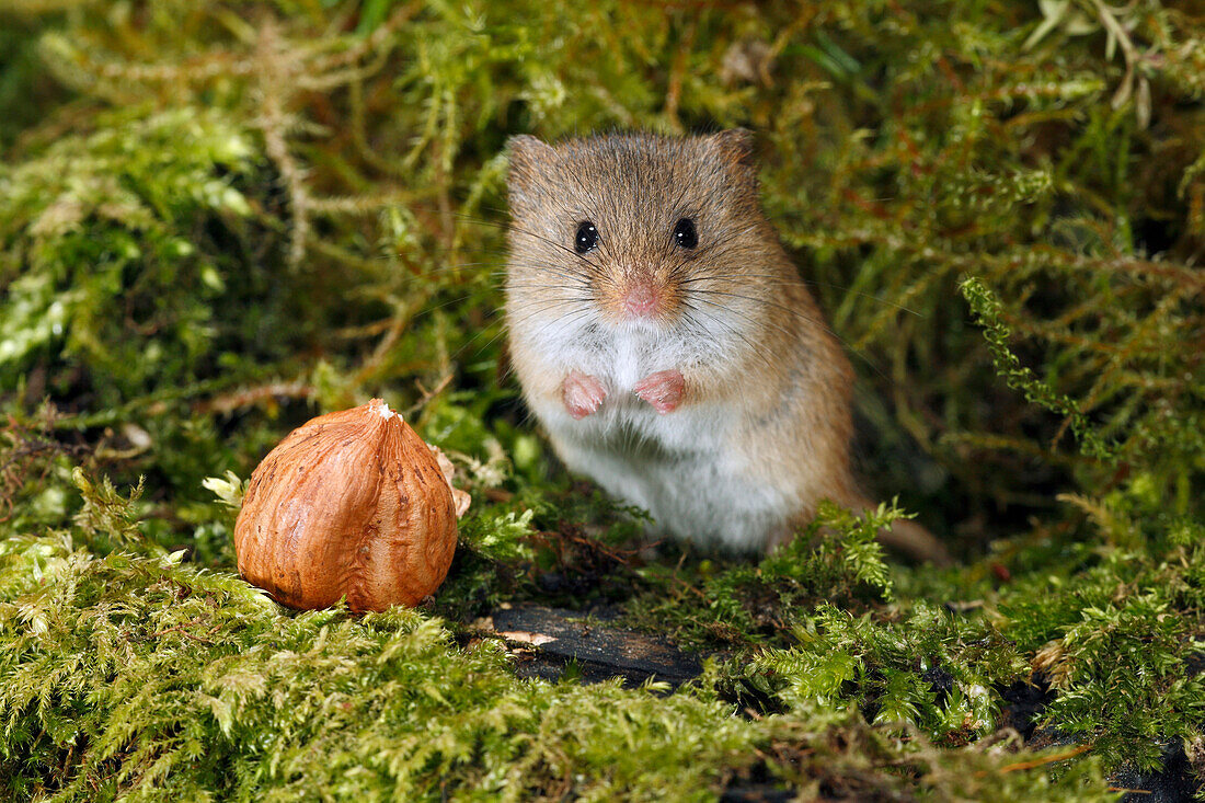 Harvest Mouse (Micromys minutus) feeding on hazelnut, Lower Saxony, Germany