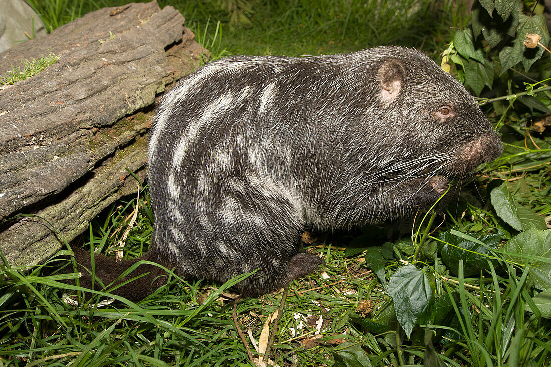 Branick’s Giant Rat (Dinomys branickii) feeding on vegetation, native to South America