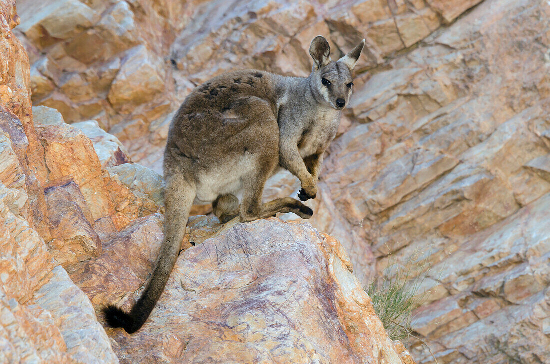 Black-footed Rock Wallaby (Petrogale lateralis), Alice Springs, Northern Territory, Australia