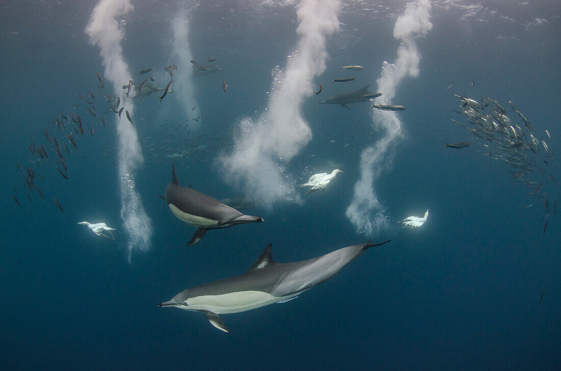 Long-beaked Common Dolphin (Delphinus capensis) pod and diving Cape Gannets (Morus capensis) hunting Pacific Sardines (Sardinops sagax), Eastern Cape, South Africa