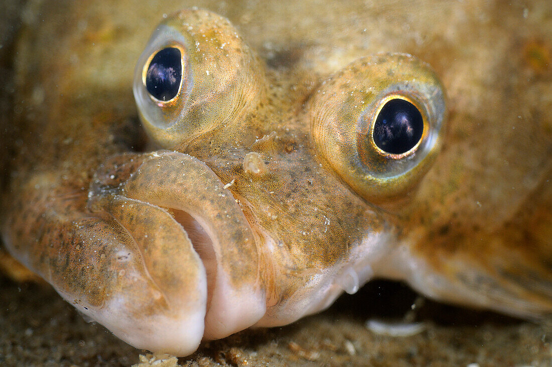 European Flounder (Platichthys flesus) showing eyes on one side of body, Netherlands