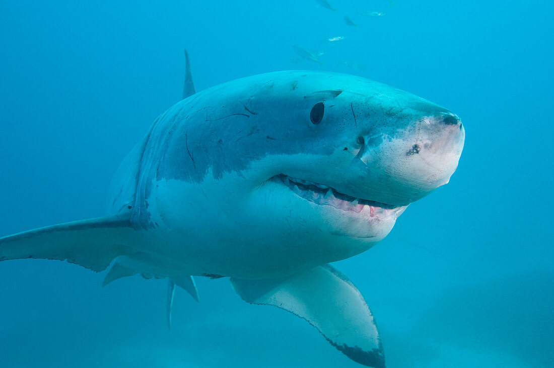 Great White Shark (Carcharodon carcharias), Neptune Islands, South Australia, Australia