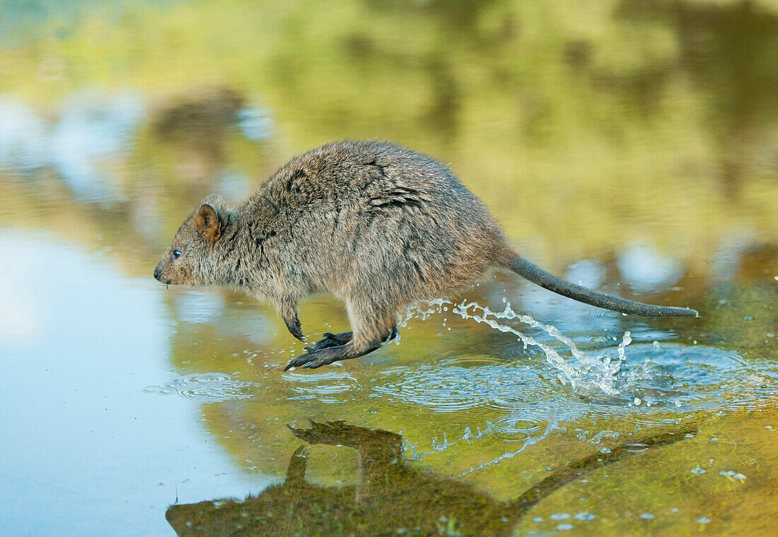 Quokka (Setonix brachyurus) hopping through water, Rottnest Island, Perth, Western Australia, Australia