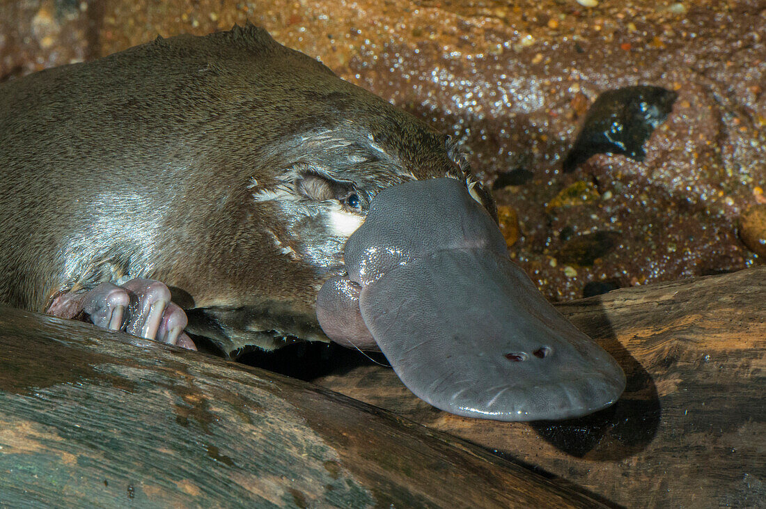 Platypus (Ornithorhynchus anatinus) male, native to Australia