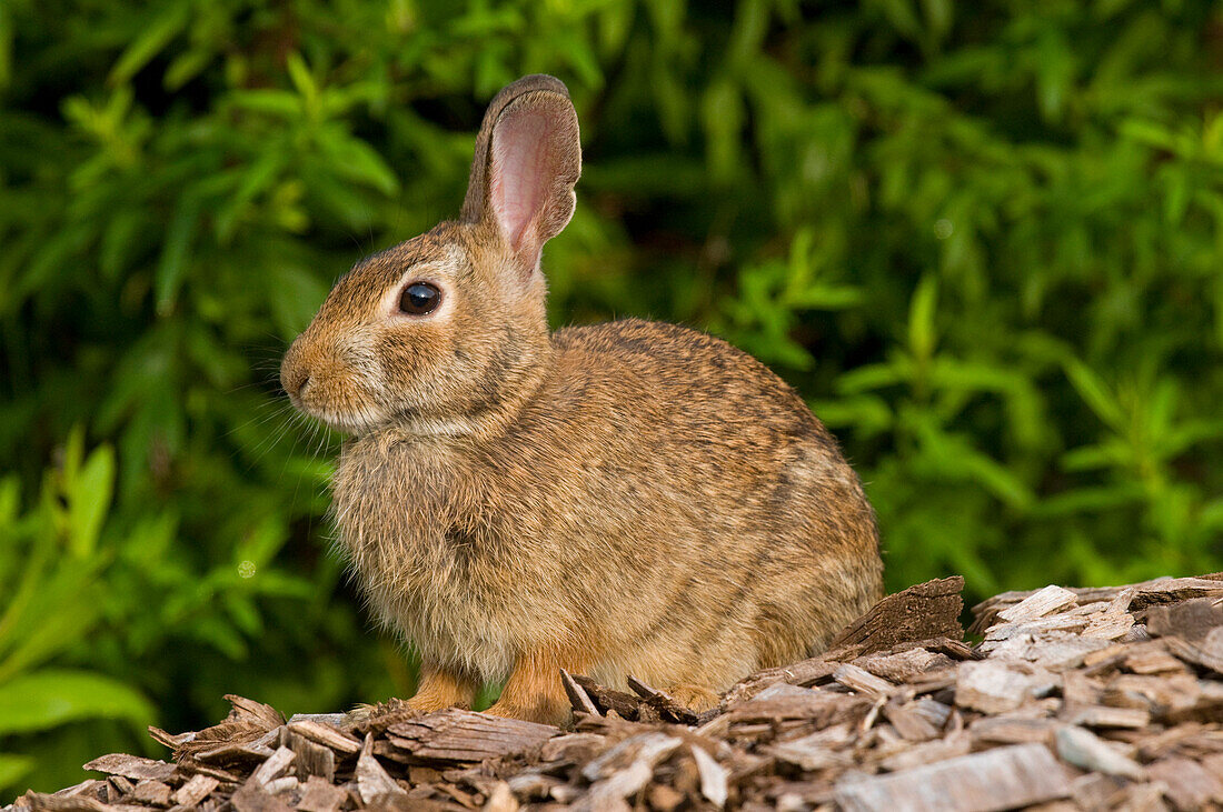 Cottontail Rabbit (Syvilagus sp), Connecticut