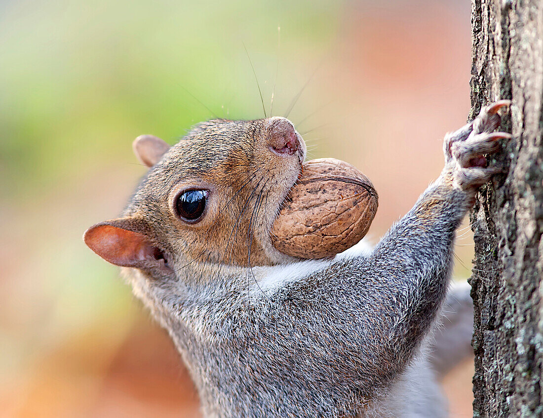 Eastern Gray Squirrel (Sciurus carolinensis) carrying walnut, Italy