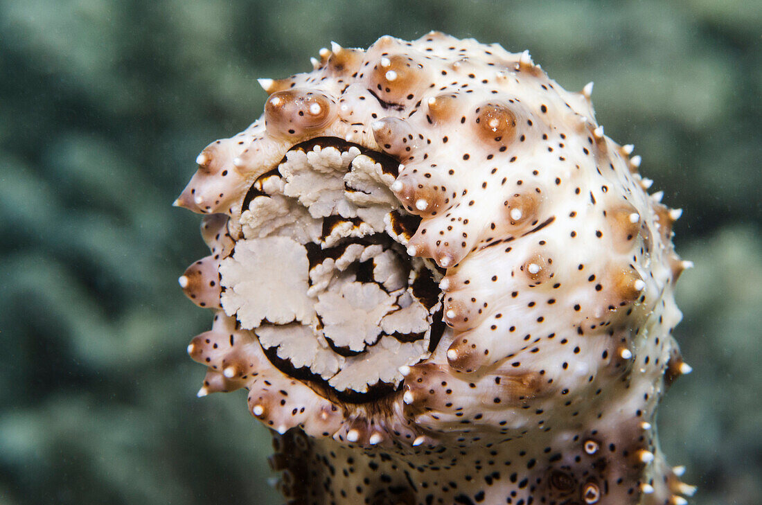 Sea Cucumber (Bohadschia graeffei), Fiji