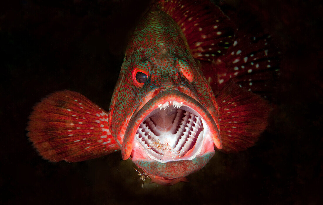 Tomato Grouper (Cephalopholis sonnerati) being cleaned by Scarlet Cleaner Shrimp (Lysmata amboinensis), Bali, Indonesia