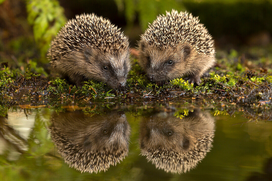 Brown-breasted Hedgehog (Erinaceus europaeus) pair near water, Europe