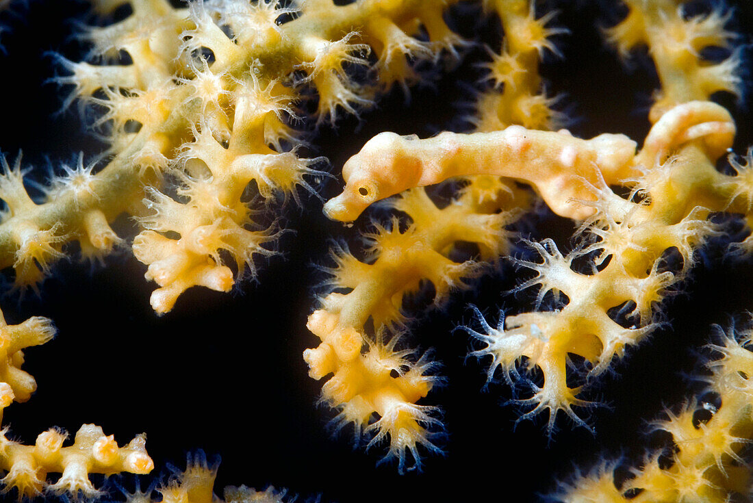 Denise’s Pygmy Seahorse (Hippocampus denise) camouflaged in gorgonian fan, Bali, Indonesia