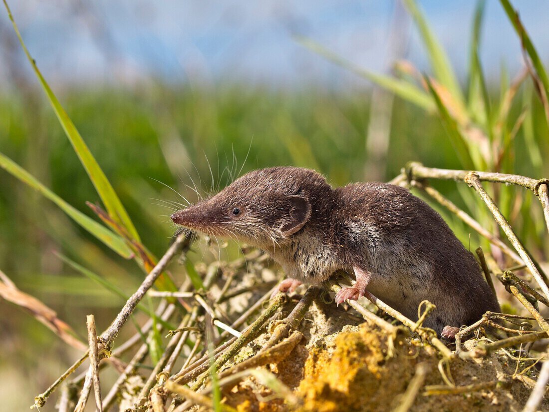 Bicolor White-toothed Shrew (Crocidura leucodon), Drenthe, Netherlands