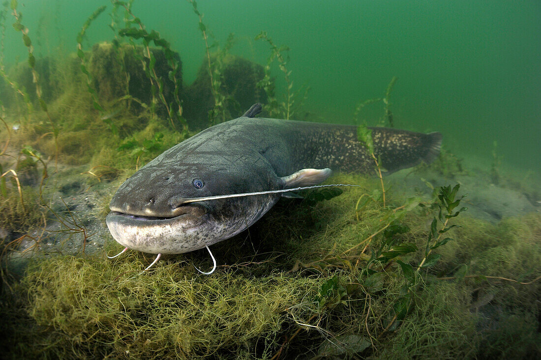 Wels (Silurus glanis) male guarding nest, Netherlands