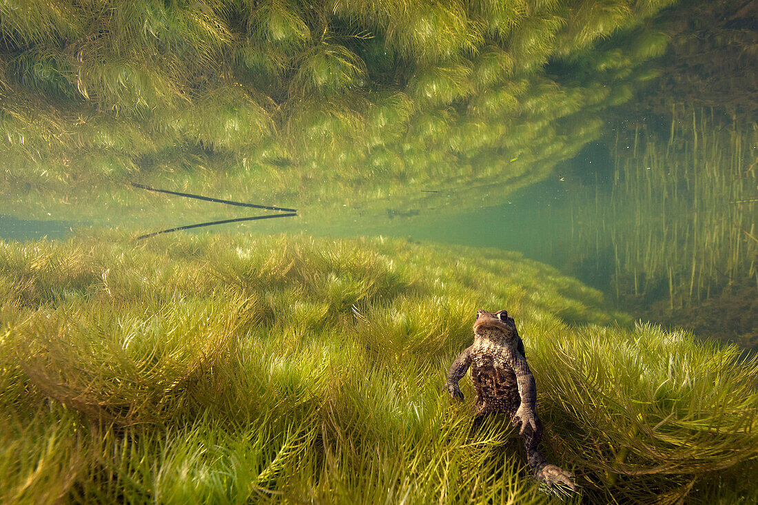 European Toad (Bufo bufo) in pond with Water Voilet (Hottonia palustris), Netherlands