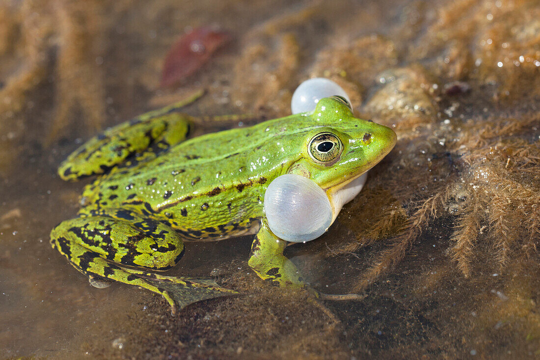 Pool Frog (Rana lessonae) calling, Poland