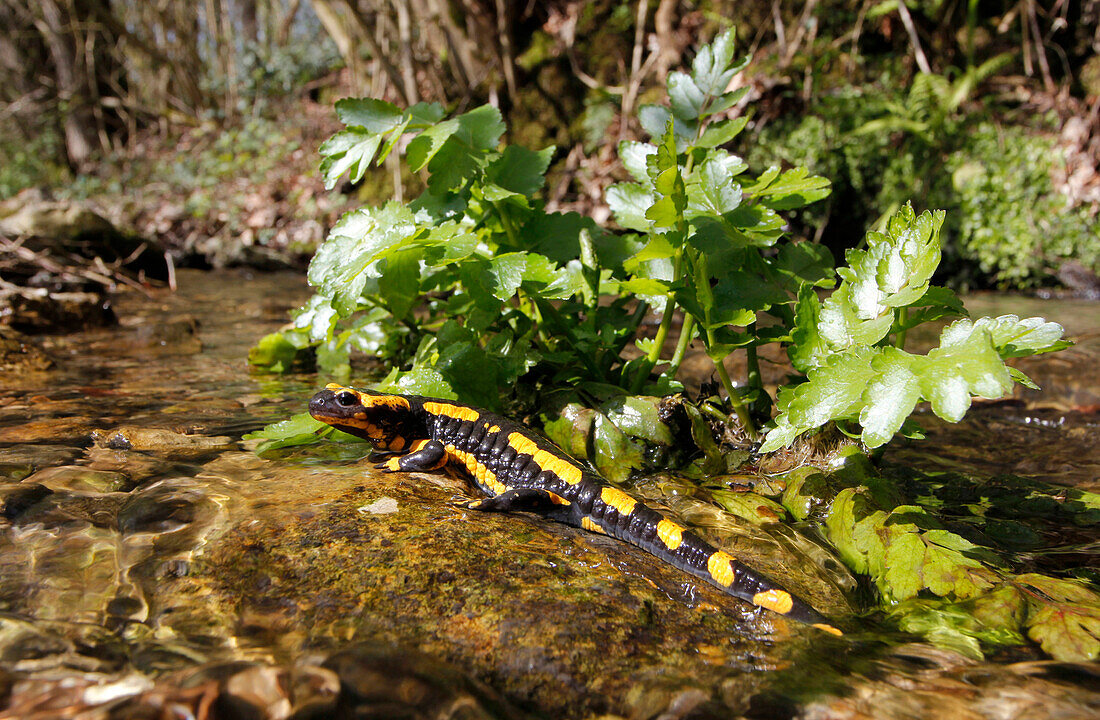 Fire Salamander (Salamandra salamandra) in stream, Germany