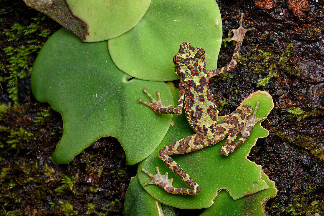 Bornean Rainbow Toad (Ansonia latidisca), unseen since 1924 it was rediscovered in 2011, Gunung Penrissen, Sarawak, Borneo, Malaysia