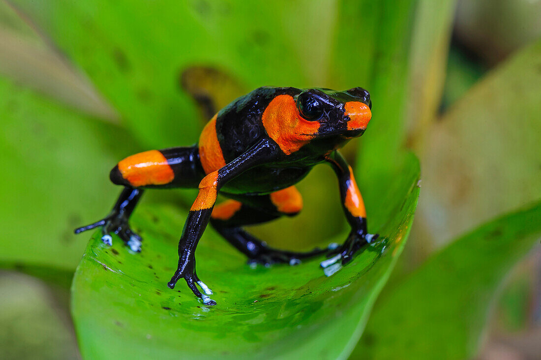 Red-banded Poison Frog (Dendrobates lehmanni) in defensive posture, Cauca, Colombia