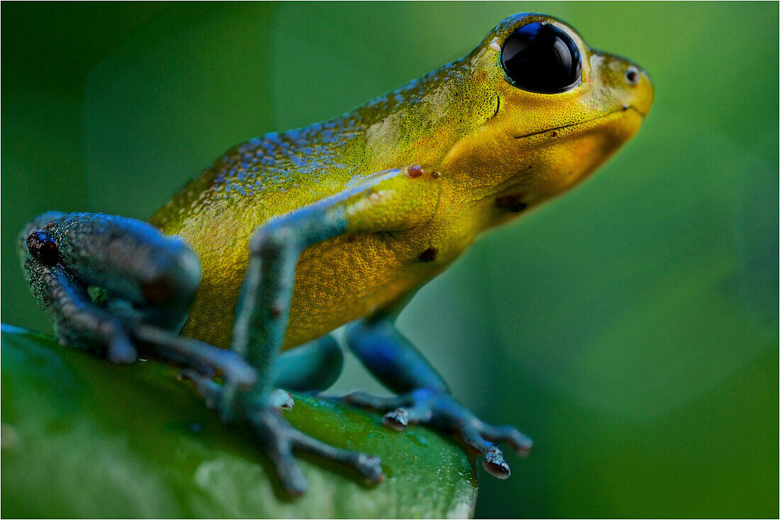 Strawberry Poison Dart Frog (Oophaga pumilio),  cayo de agua morph, Cayo Agua Island, Panama