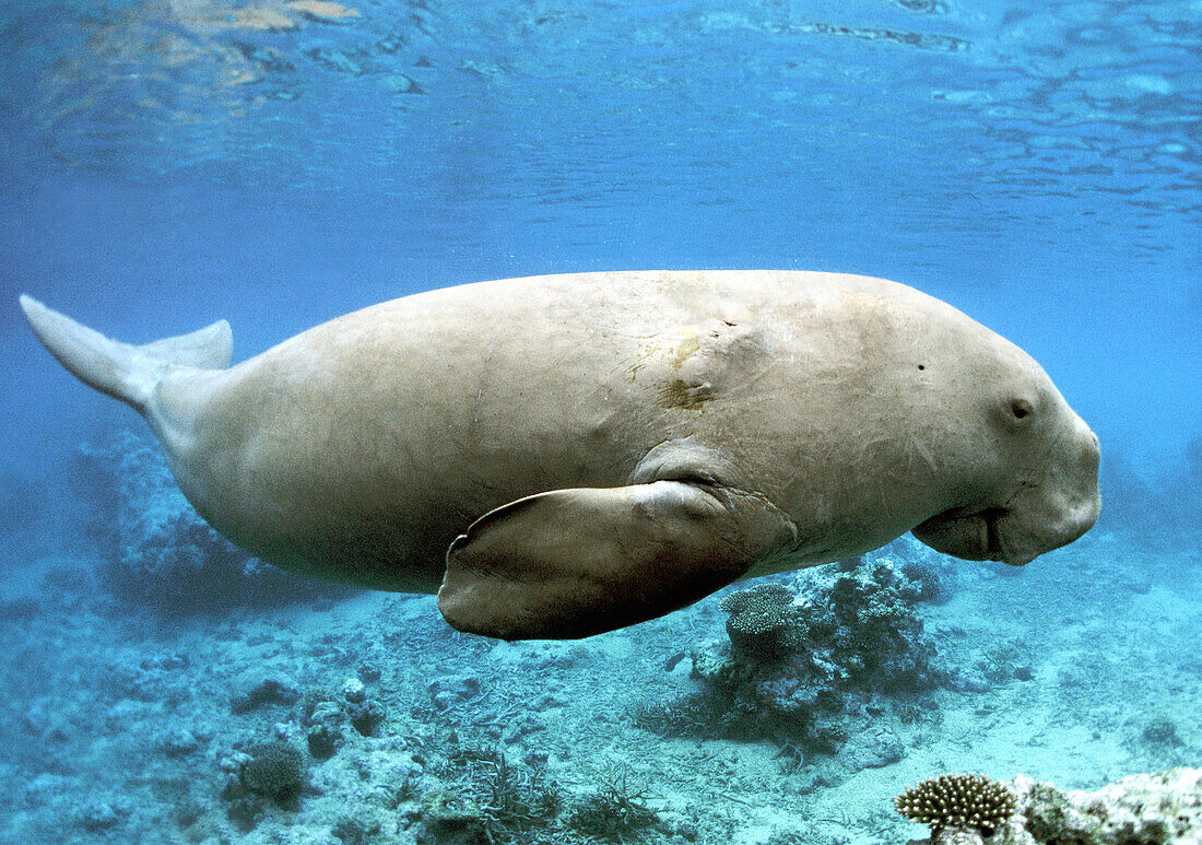 Dugong (Dugong dugon) swimming over coral reef, Lamen Bay, Epi Island, Vanuatu