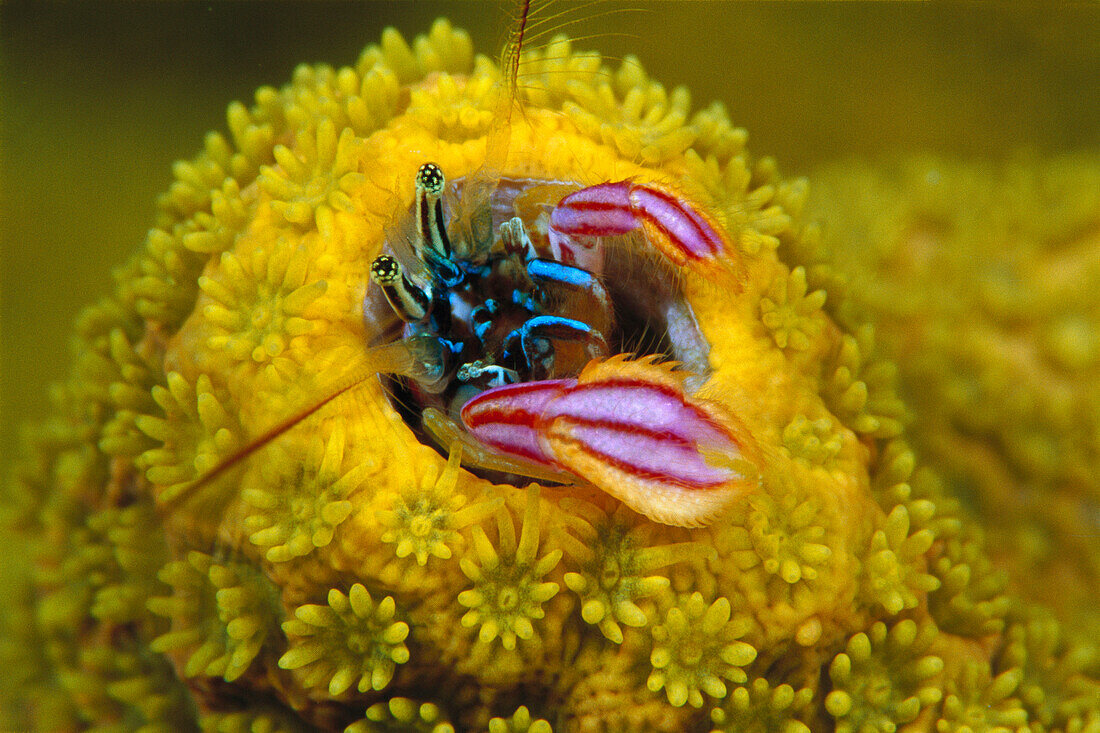 Hermit Crab (Paguritta gracilipes) in Hump Coral (Porites sp) 30 feet deep, Solomon Islands