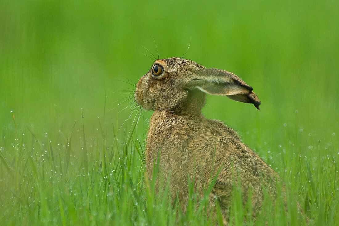 Cape Hare (Lepus capensis), Muritz National Park, Germany