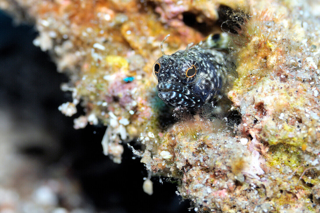 Spinyhead Blenny (Acanthemblemaria spinosa) on coral reef, Saba, Caribbean