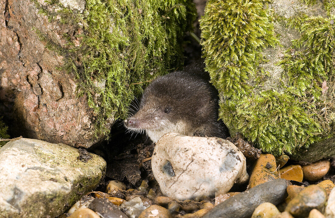 Eurasian Water Shrew (Neomys fodiens) adult, peering from between moss covered stones, Sussex, England