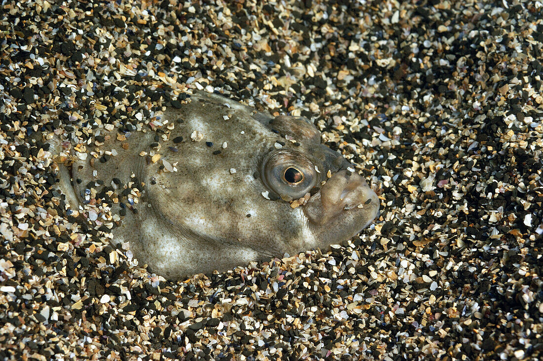 European Plaice (Pleuronectes platessa) adult, buried in gravel seabed, Kimmeridge Bay, Dorset, England