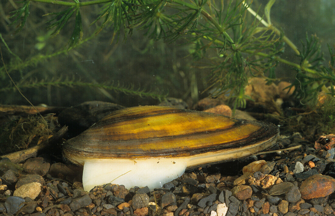 Swan Mussel (Anodonta cygnea) adult, extending foot, South Yorkshire, England