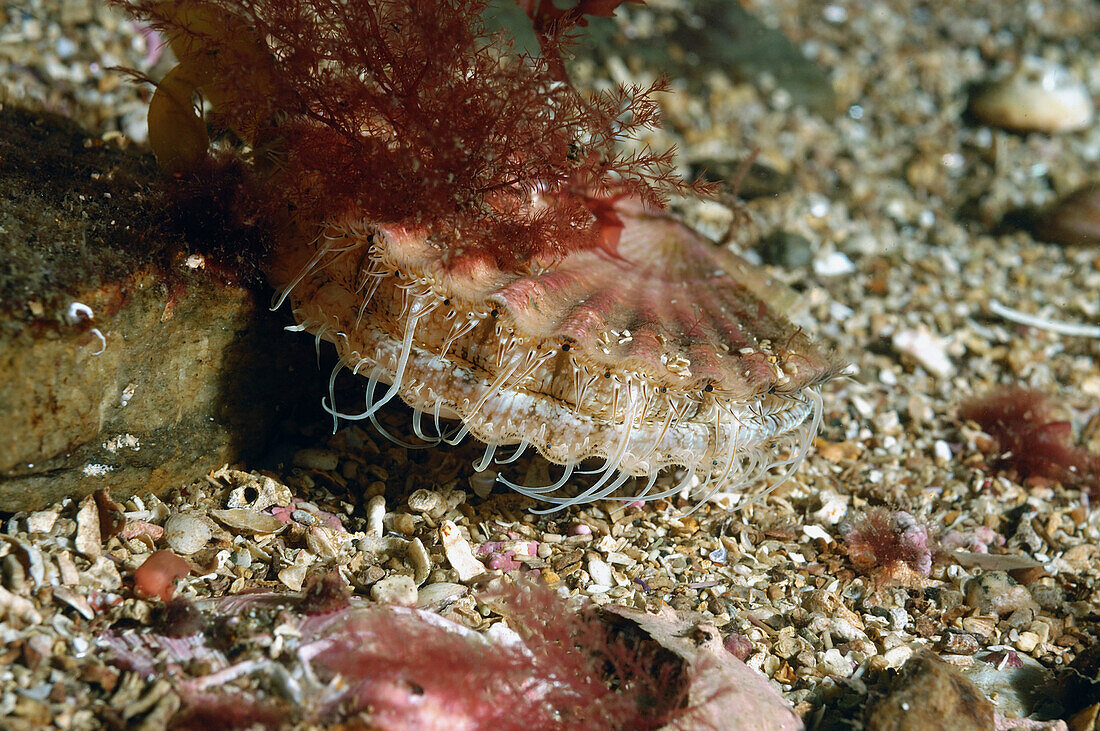 Great Scallop (Pecten maximus) adult, with tentacles extended, on seabed in sea loch, Loch Carron, Ross and Cromarty, Highlands, Scotland, June